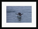 Gentoo penguin jumping out of the water off of Neko Harbor by Anonymous