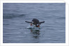 Gentoo penguin jumping out of the water off of Neko Harbor by Anonymous