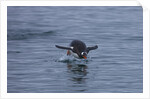 Gentoo penguin jumping out of the water off of Neko Harbor by Anonymous