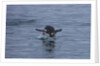 Gentoo penguin jumping out of the water off of Neko Harbor by Anonymous