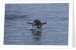 Gentoo penguin jumping out of the water off of Neko Harbor by Anonymous