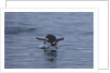 Gentoo penguin jumping out of the water off of Neko Harbor by Anonymous