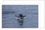 Gentoo penguin jumping out of the water off of Neko Harbor by Anonymous