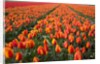 Field of variegated tulips near Keukenhof Gardens in the Netherlands by Anonymous