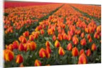Field of variegated tulips near Keukenhof Gardens in the Netherlands by Anonymous