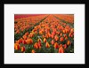 Field of variegated tulips near Keukenhof Gardens in the Netherlands by Anonymous