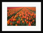 Field of variegated tulips near Keukenhof Gardens in the Netherlands by Anonymous
