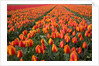 Field of variegated tulips near Keukenhof Gardens in the Netherlands by Anonymous