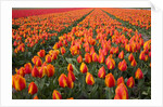 Field of variegated tulips near Keukenhof Gardens in the Netherlands by Anonymous
