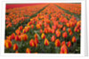 Field of variegated tulips near Keukenhof Gardens in the Netherlands by Anonymous