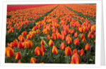 Field of variegated tulips near Keukenhof Gardens in the Netherlands by Anonymous