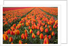 Field of variegated tulips near Keukenhof Gardens in the Netherlands by Anonymous