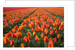 Field of variegated tulips near Keukenhof Gardens in the Netherlands by Anonymous