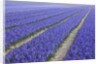 Field of blue hyacinths in bloom in the Netherlands by Anonymous
