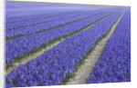 Field of blue hyacinths in bloom in the Netherlands by Anonymous
