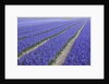 Field of blue hyacinths in bloom in the Netherlands by Anonymous