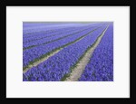 Field of blue hyacinths in bloom in the Netherlands by Anonymous
