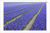 Field of blue hyacinths in bloom in the Netherlands by Anonymous
