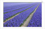 Field of blue hyacinths in bloom in the Netherlands by Anonymous