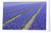 Field of blue hyacinths in bloom in the Netherlands by Anonymous