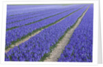 Field of blue hyacinths in bloom in the Netherlands by Anonymous