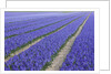 Field of blue hyacinths in bloom in the Netherlands by Anonymous