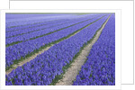 Field of blue hyacinths in bloom in the Netherlands by Anonymous