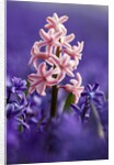 Pink hyacinth in field of blue hyacinths by Anonymous