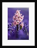 Pink hyacinth in field of blue hyacinths by Anonymous