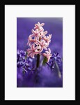 Pink hyacinth in field of blue hyacinths by Anonymous