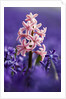 Pink hyacinth in field of blue hyacinths by Anonymous