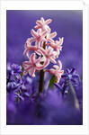 Pink hyacinth in field of blue hyacinths by Anonymous