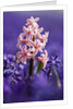 Pink hyacinth in field of blue hyacinths by Anonymous
