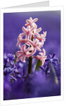 Pink hyacinth in field of blue hyacinths by Anonymous