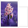 Pink hyacinth in field of blue hyacinths by Anonymous