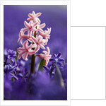 Pink hyacinth in field of blue hyacinths by Anonymous