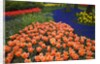 Mass plantings of tulips in Keukenhof Gardens by Anonymous