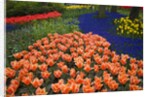 Mass plantings of tulips in Keukenhof Gardens by Anonymous