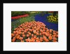 Mass plantings of tulips in Keukenhof Gardens by Anonymous
