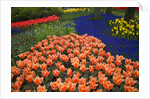 Mass plantings of tulips in Keukenhof Gardens by Anonymous