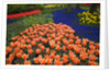 Mass plantings of tulips in Keukenhof Gardens by Anonymous