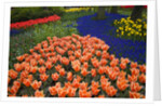 Mass plantings of tulips in Keukenhof Gardens by Anonymous