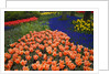 Mass plantings of tulips in Keukenhof Gardens by Anonymous