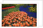 Mass plantings of tulips in Keukenhof Gardens by Anonymous