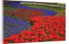 Tulips and hyacinth in Keukenhof Gardens by Anonymous