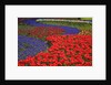 Tulips and hyacinth in Keukenhof Gardens by Anonymous