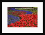 Tulips and hyacinth in Keukenhof Gardens by Anonymous