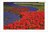 Tulips and hyacinth in Keukenhof Gardens by Anonymous