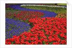 Tulips and hyacinth in Keukenhof Gardens by Anonymous