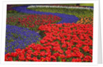 Tulips and hyacinth in Keukenhof Gardens by Anonymous